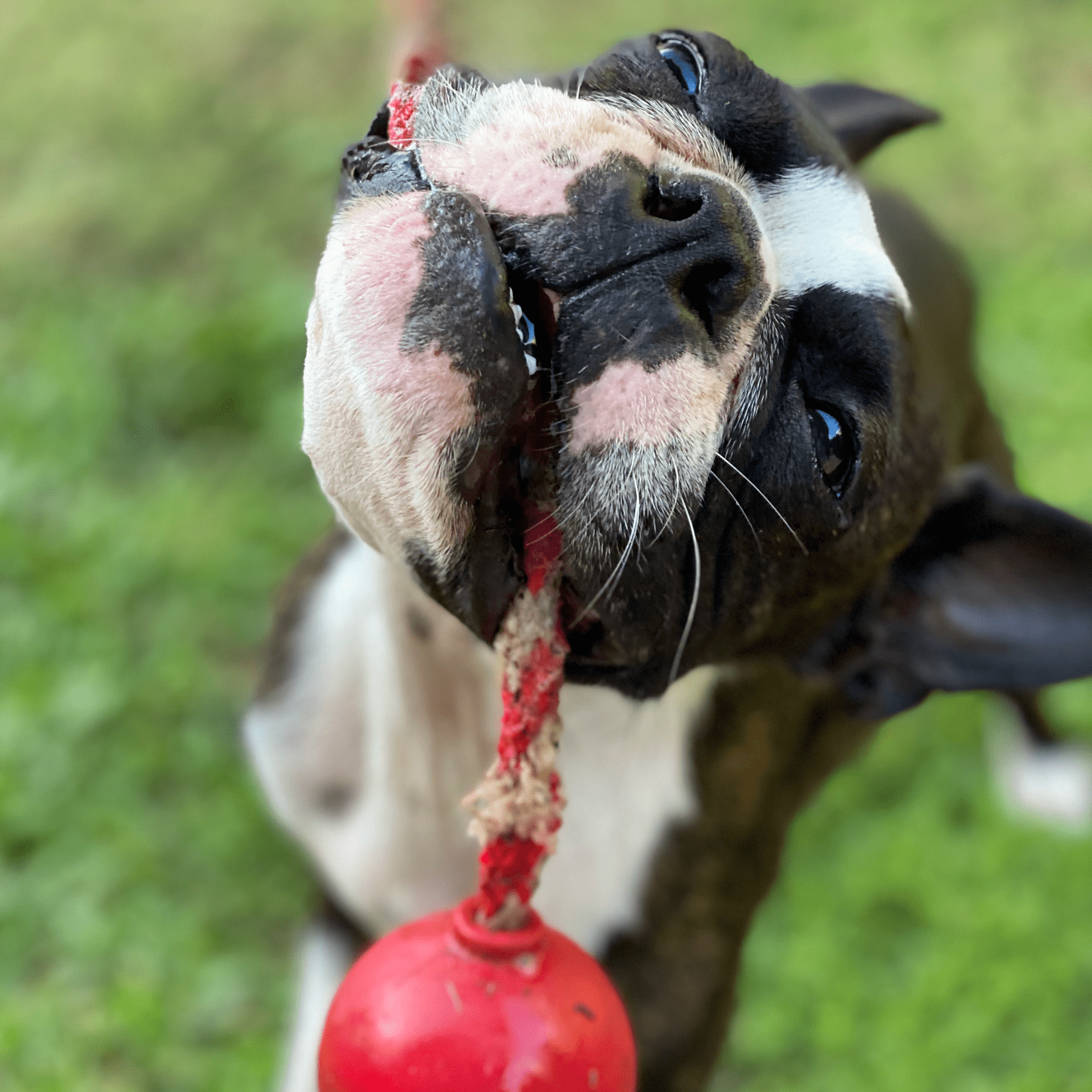 Cherry Bomb-Dog Toy-Rover Pet Products