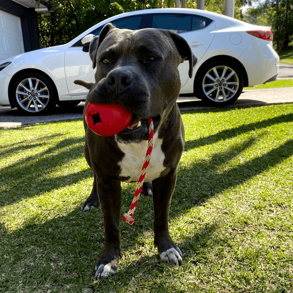 Cherry Bomb-Dog Toy-Rover Pet Products