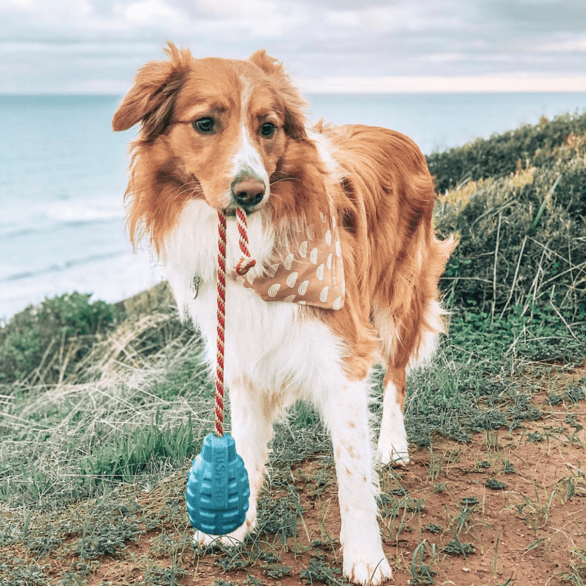 Grenade Reward Toy (with rope)-Dog Toy-Rover Pet Products