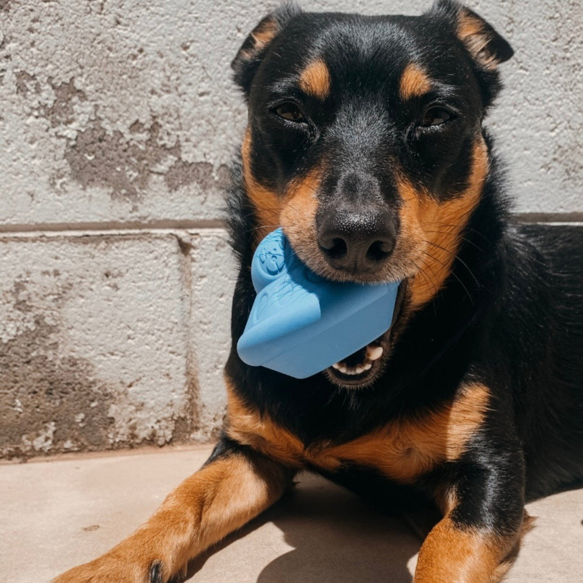 Flying Saucer-Dog Toy-Rover Pet Products