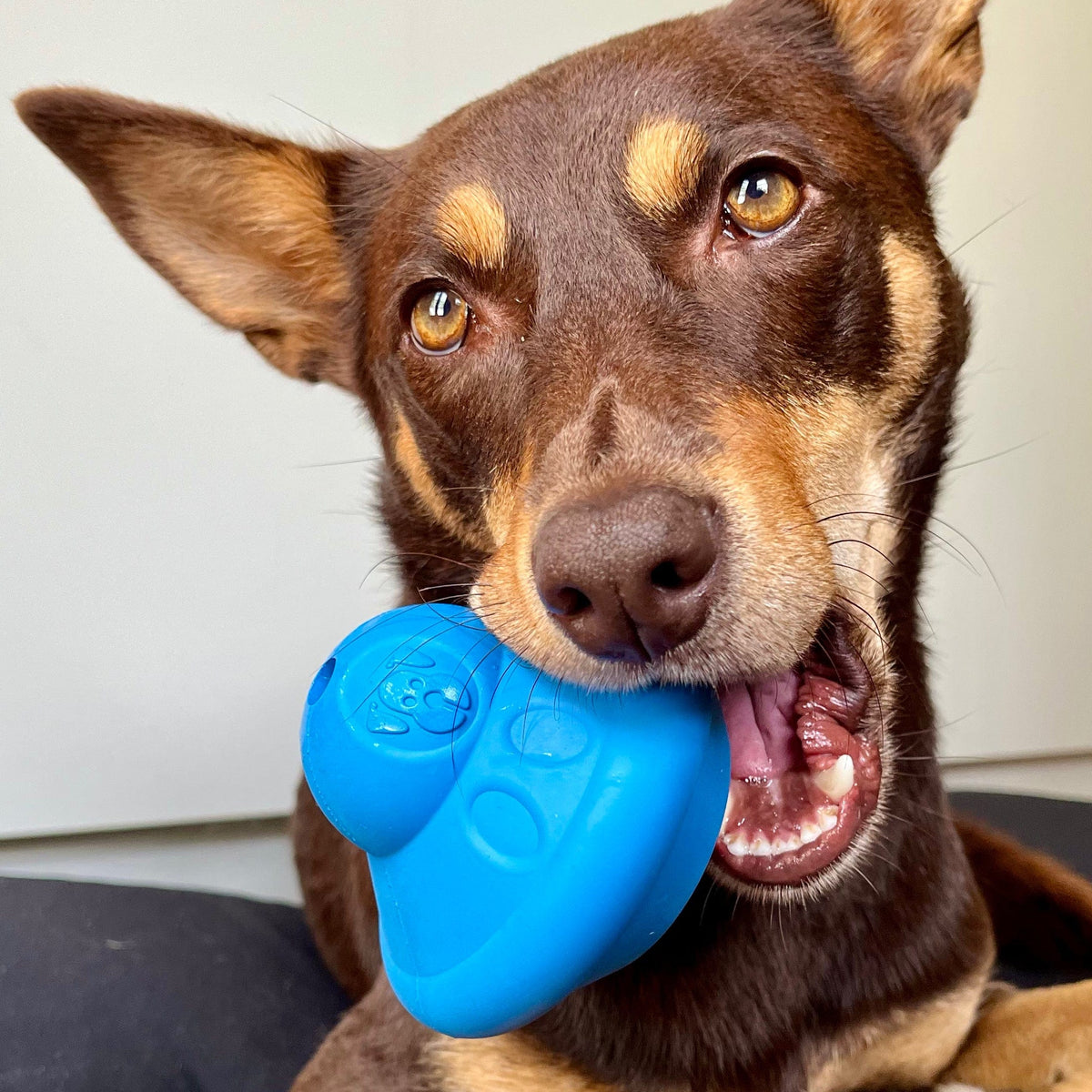 Flying Saucer-Dog Toy-Rover Pet Products