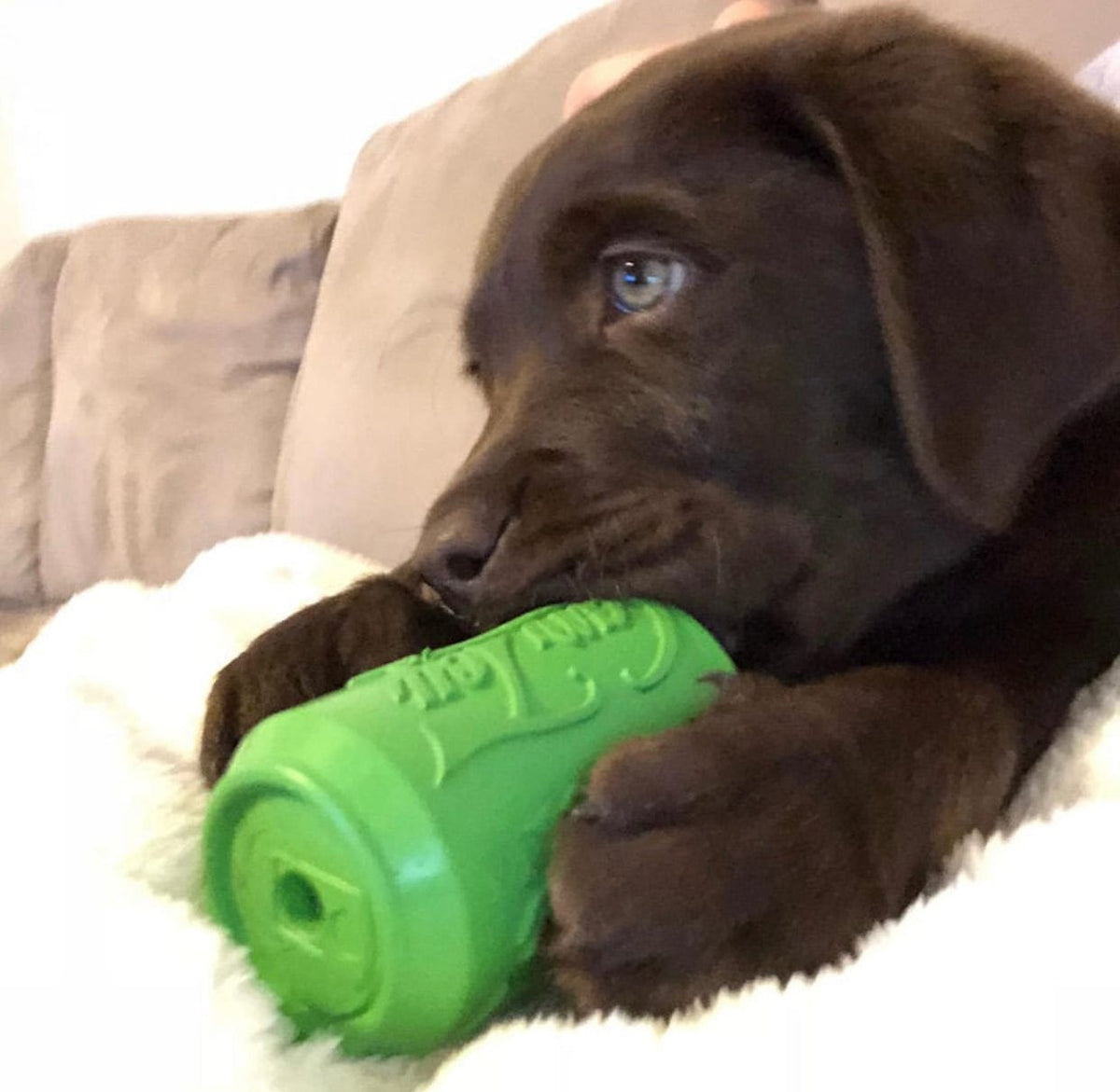 Can Toy-Dog Toy-Rover Pet Products