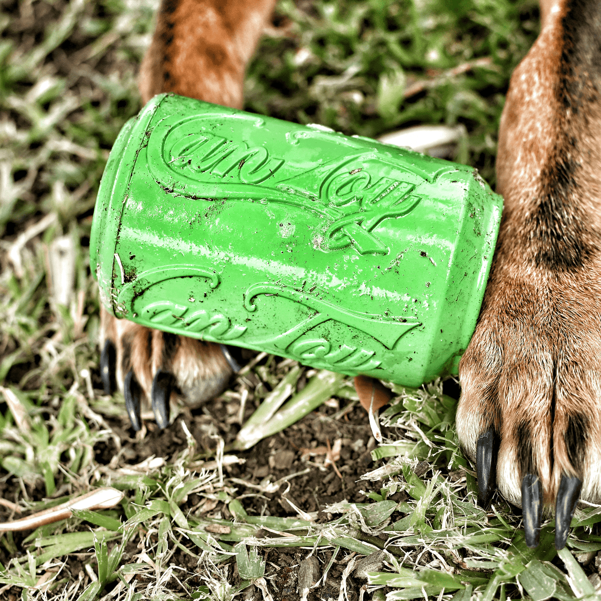 Can Toy-Dog Toy-Rover Pet Products