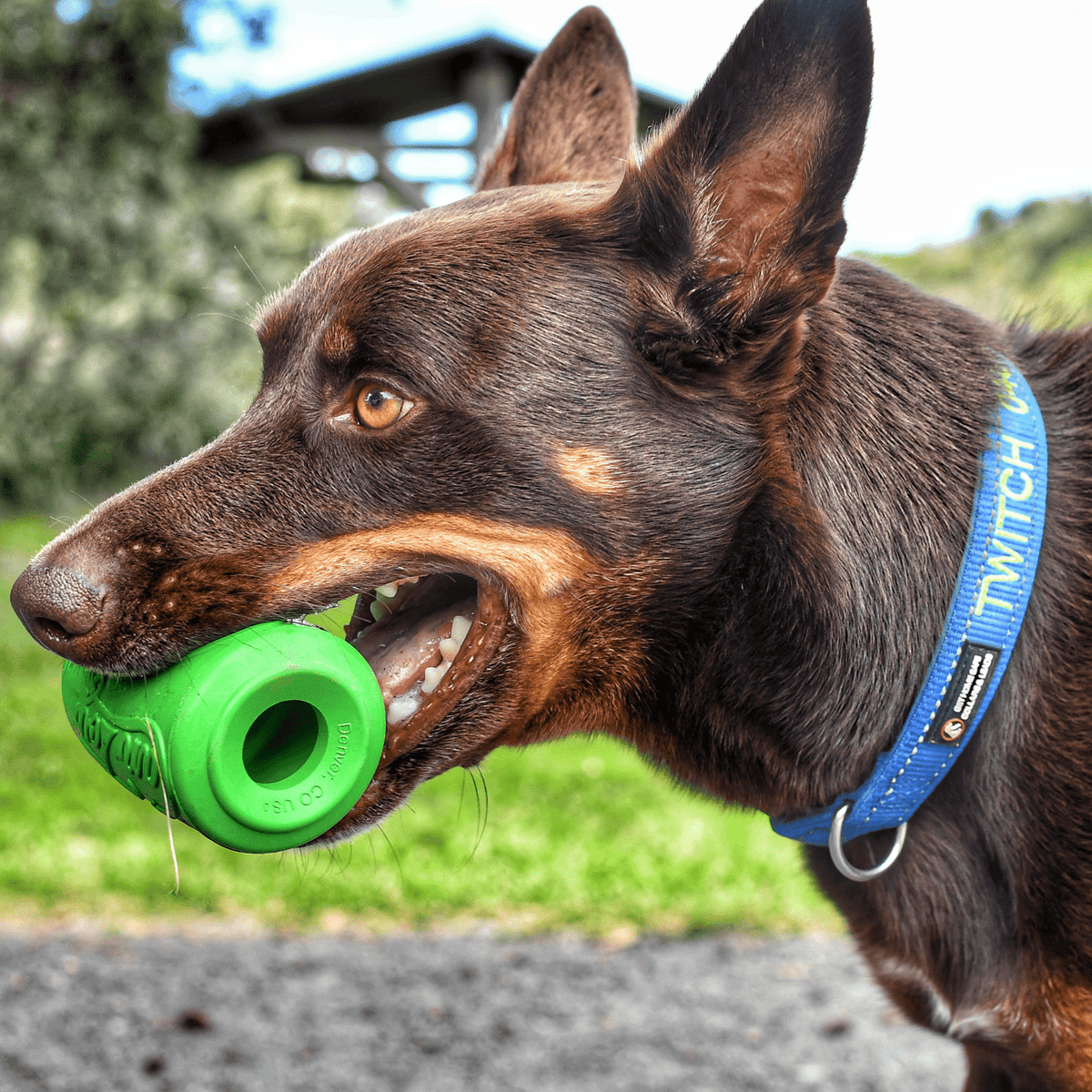 Can Toy-Dog Toy-Rover Pet Products