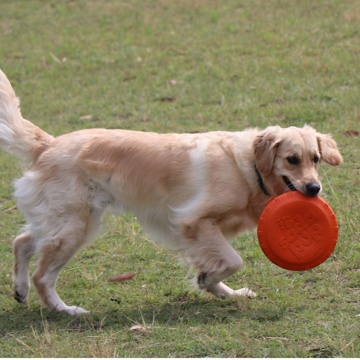 Original Bottle Top Flyers-Dog Toy-Rover Pet Products