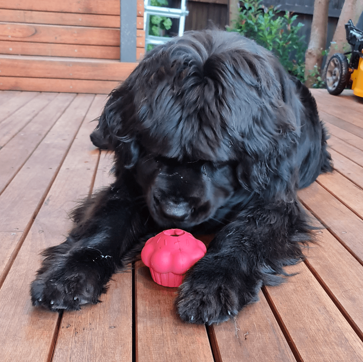 Pink Cupcake-Dog Toy-Rover Pet Products