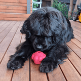 Pink Cupcake-Dog Toy-Rover Pet Products