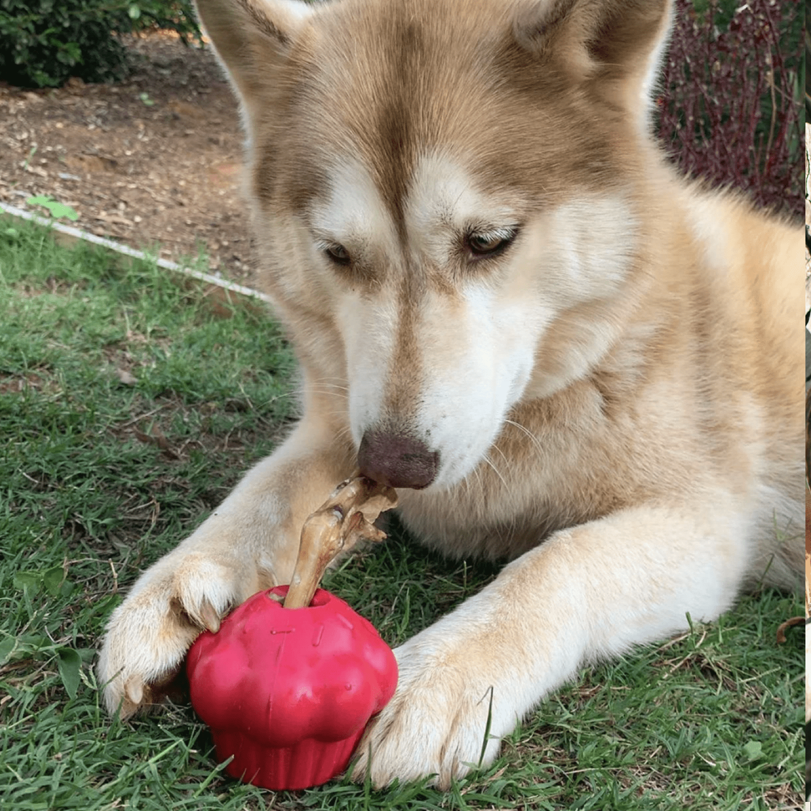 Pink Cupcake-Dog Toy-Rover Pet Products