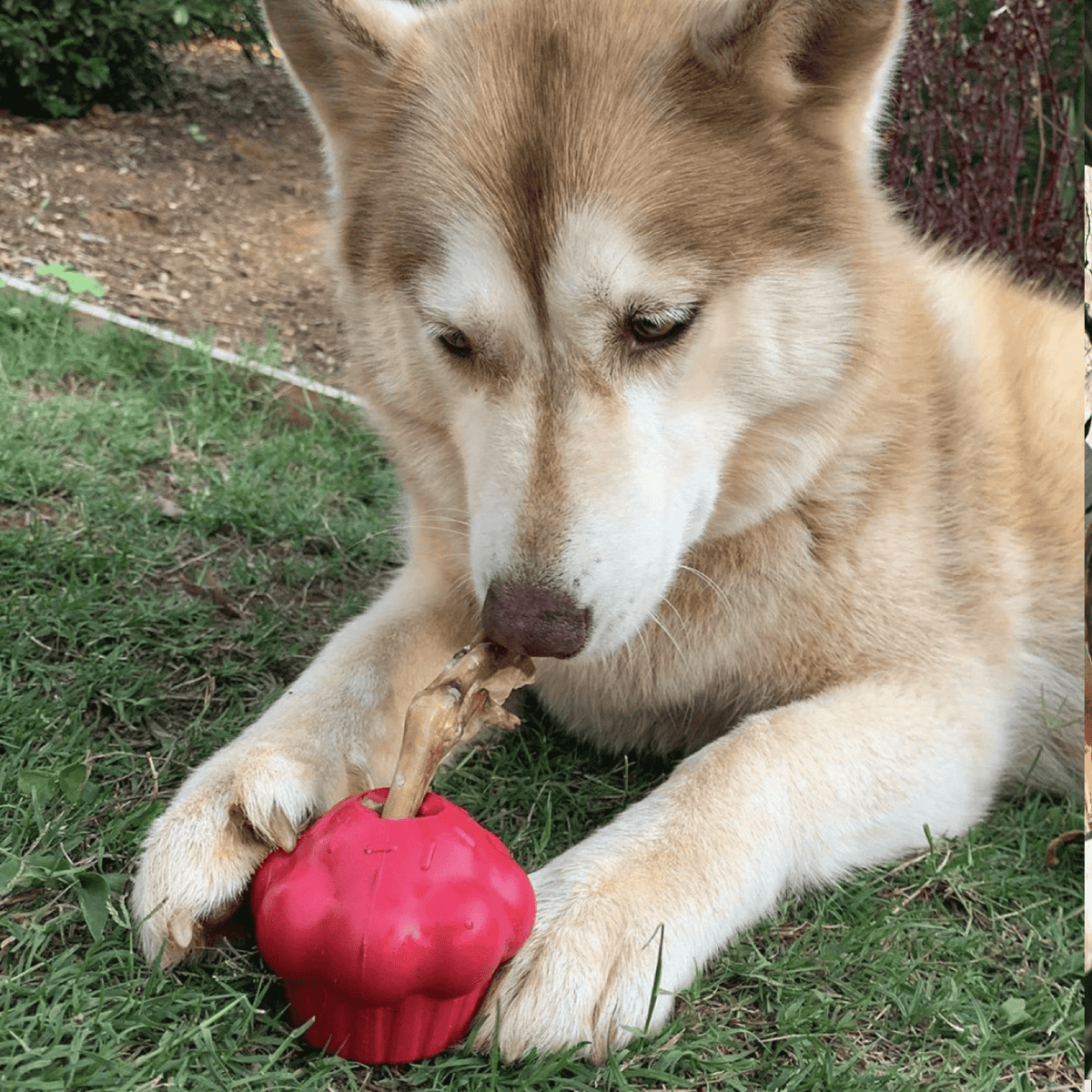 Pink Cupcake-Dog Toy-Rover Pet Products