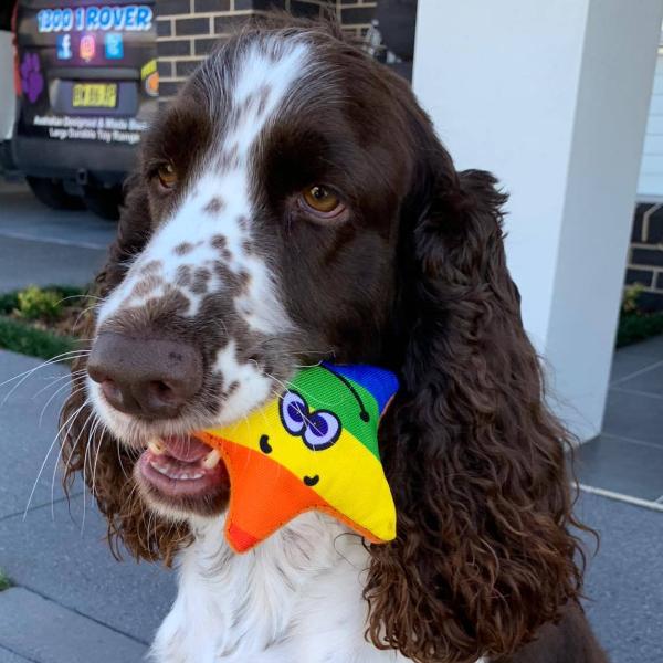 Rainbow Stanley The Starfish-Rover Pet Products