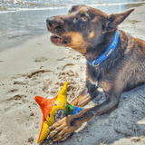Rainbow Stanley The Starfish-Rover Pet Products