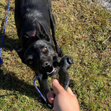 Anchor Shackle Tug Toy-Dog Toy-Rover Pet Products