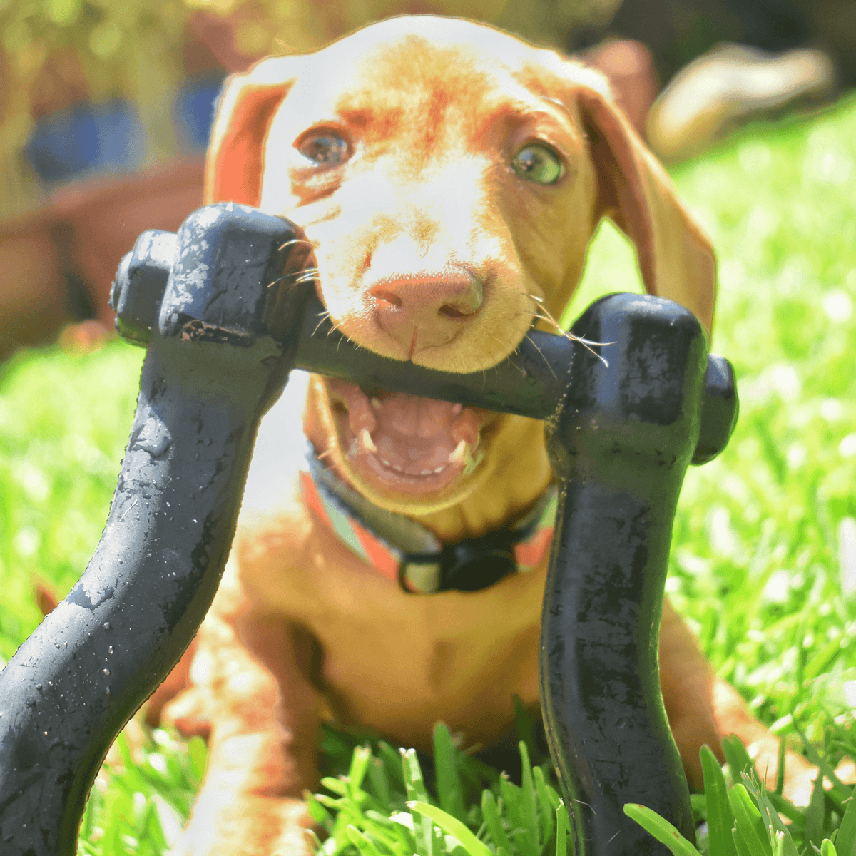 Anchor Shackle Tug Toy-Dog Toy-Rover Pet Products
