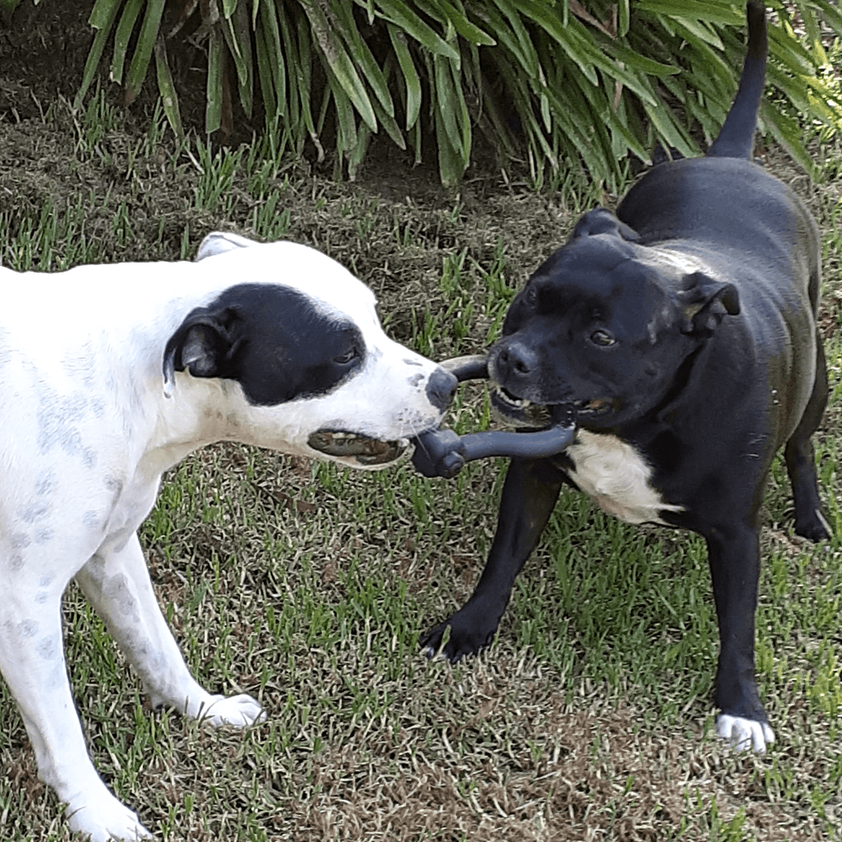 Anchor Shackle Tug Toy-Dog Toy-Rover Pet Products