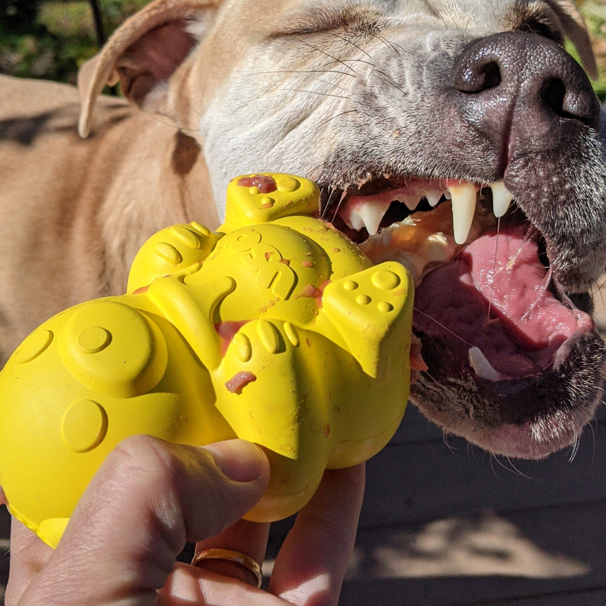 Honey Bear-Dog Toy-Rover Pet Products