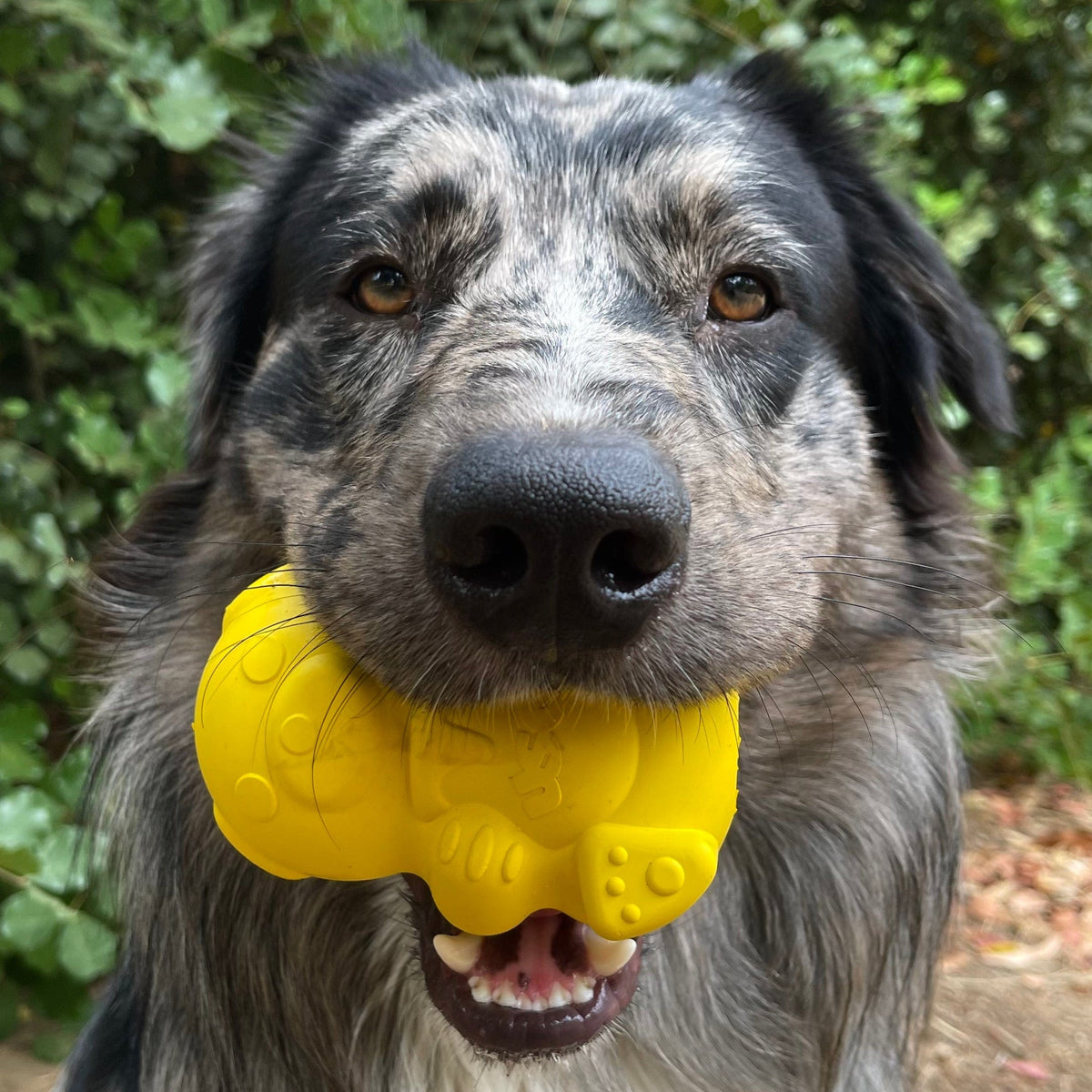 Honey Bear-Dog Toy-Rover Pet Products