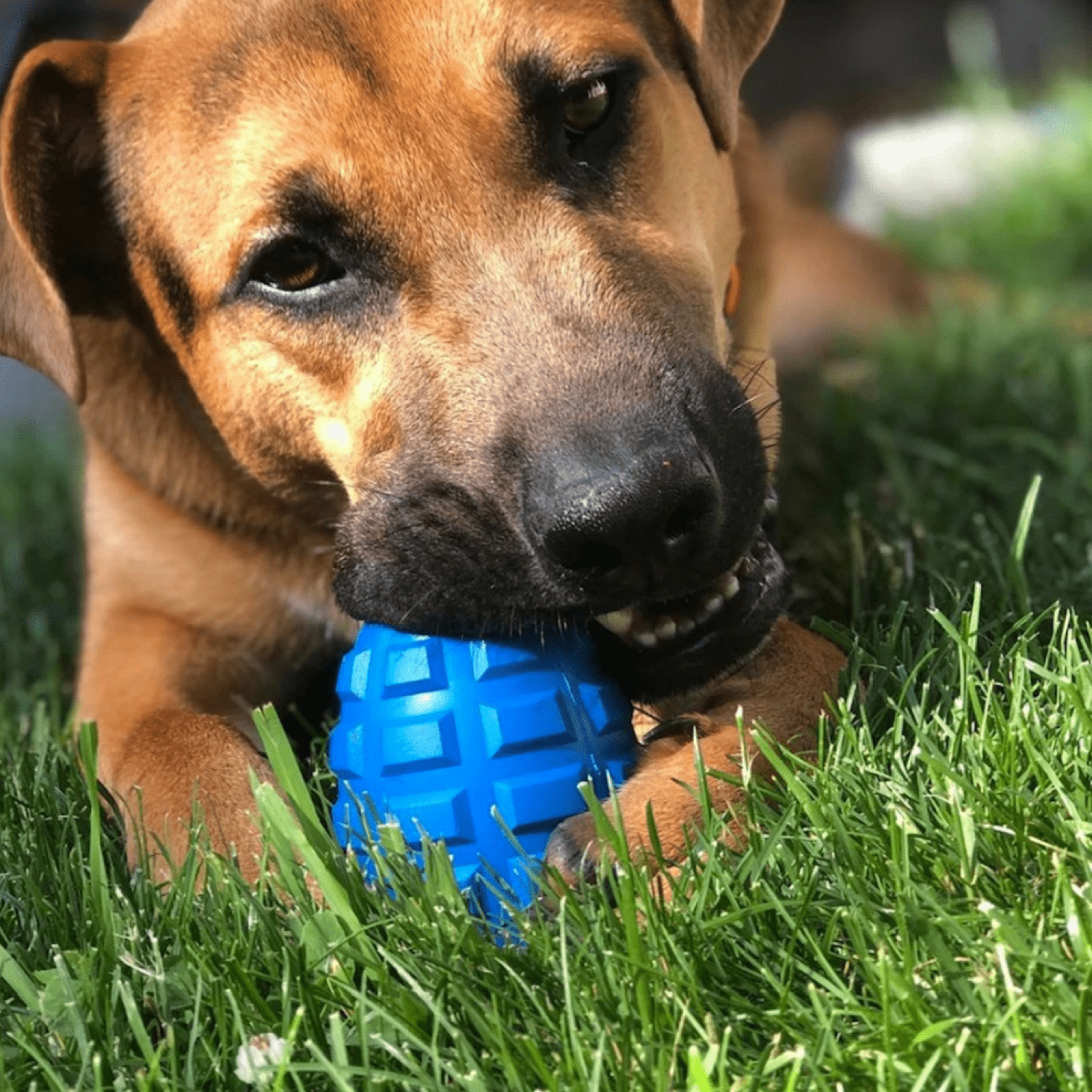 Grenade-Dog Toy-Rover Pet Products