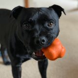 Crazy Bounce (Power Chewers)-Dog Toy-Rover Pet Products