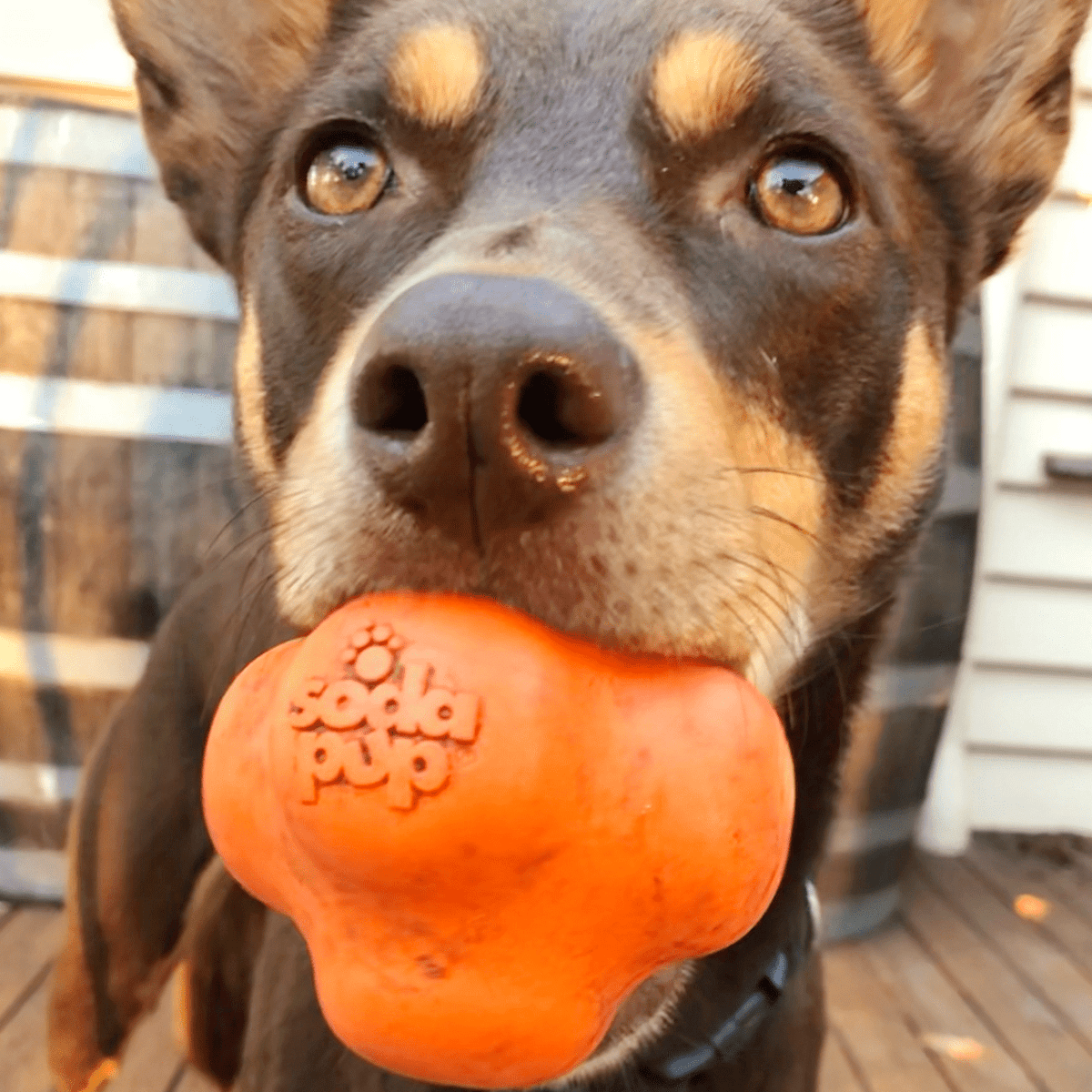 Crazy Bounce (Power Chewers)-Dog Toy-Rover Pet Products
