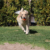 Crazy Bounce (Power Chewers)-Dog Toy-Rover Pet Products