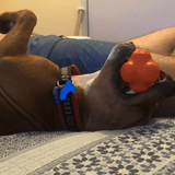 Crazy Bounce (Power Chewers)-Dog Toy-Rover Pet Products