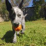 Crazy Bounce (Power Chewers)-Dog Toy-Rover Pet Products