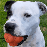 Crazy Bounce (Power Chewers)-Dog Toy-Rover Pet Products