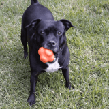 Crazy Bounce (Power Chewers)-Dog Toy-Rover Pet Products