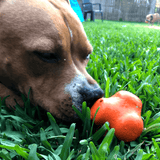 Crazy Bounce (Power Chewers)-Dog Toy-Rover Pet Products