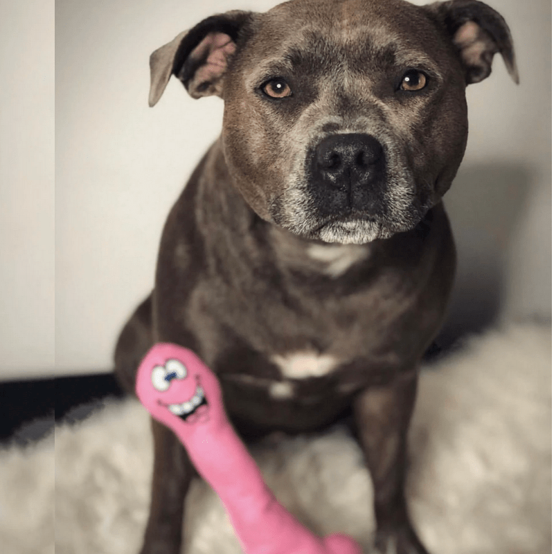 DICKS-Unclassified-Rover Pet Products