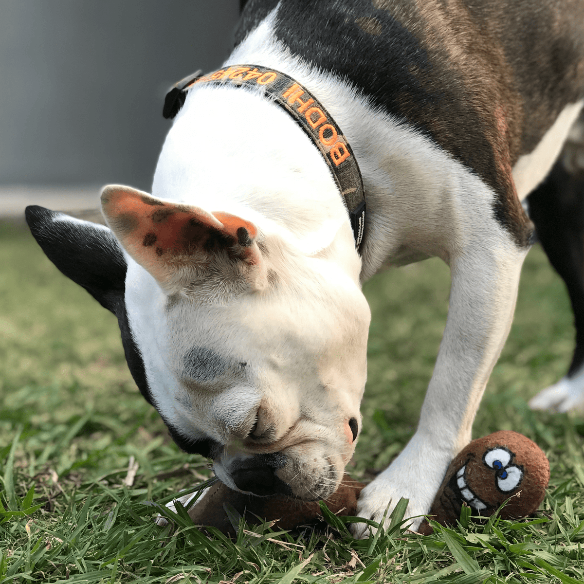 DICKS-Unclassified-Rover Pet Products