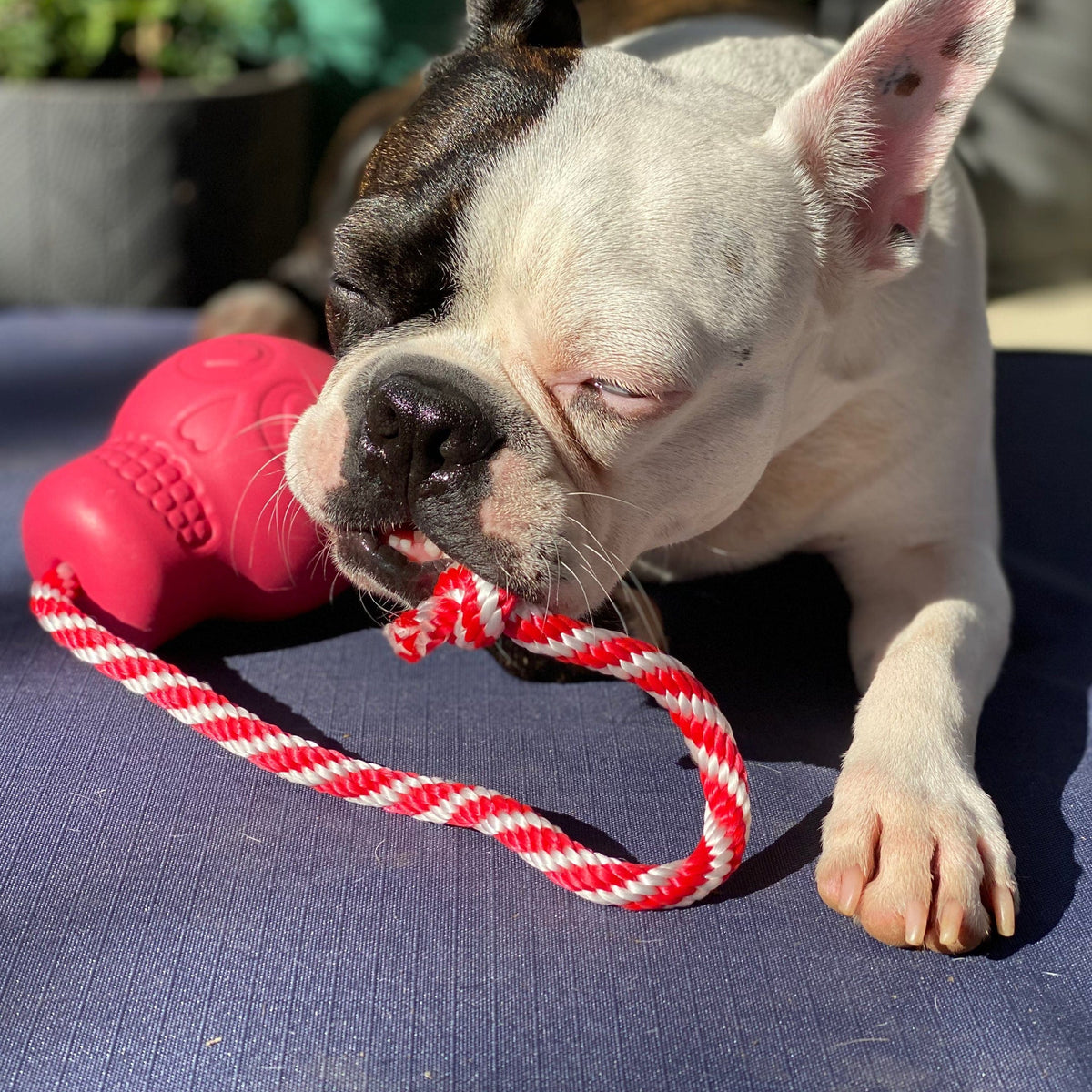 Skull Reward Toy-Dog Toy-Rover Pet Products