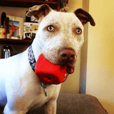 Dice-Dog Toy-Rover Pet Products