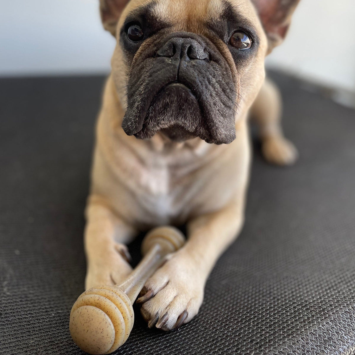 Nylon Honeybone-Dog Toy-Rover Pet Products