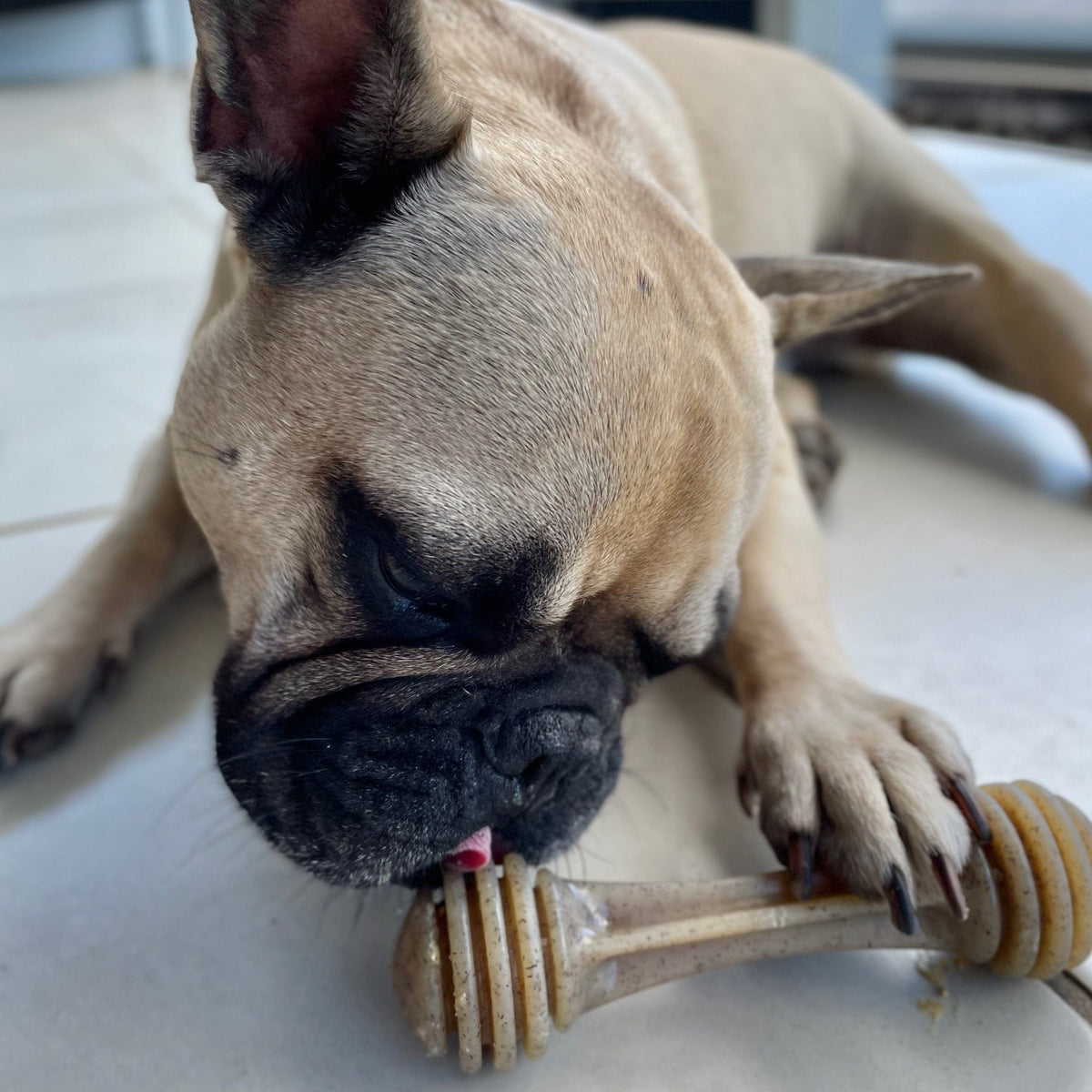 Nylon Honeybone-Dog Toy-Rover Pet Products