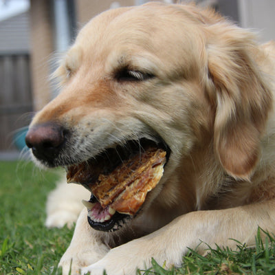 Shark Skin Dog Treats – Aussie Dental & Omega‑3 Chew