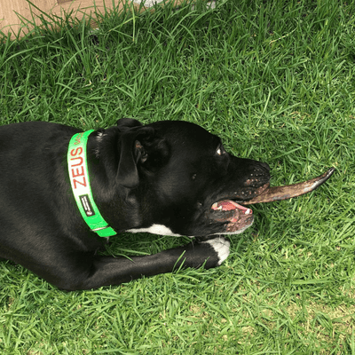 Goat Horn Dog Chew – Aussie Long‑Lasting & Dental Treat
