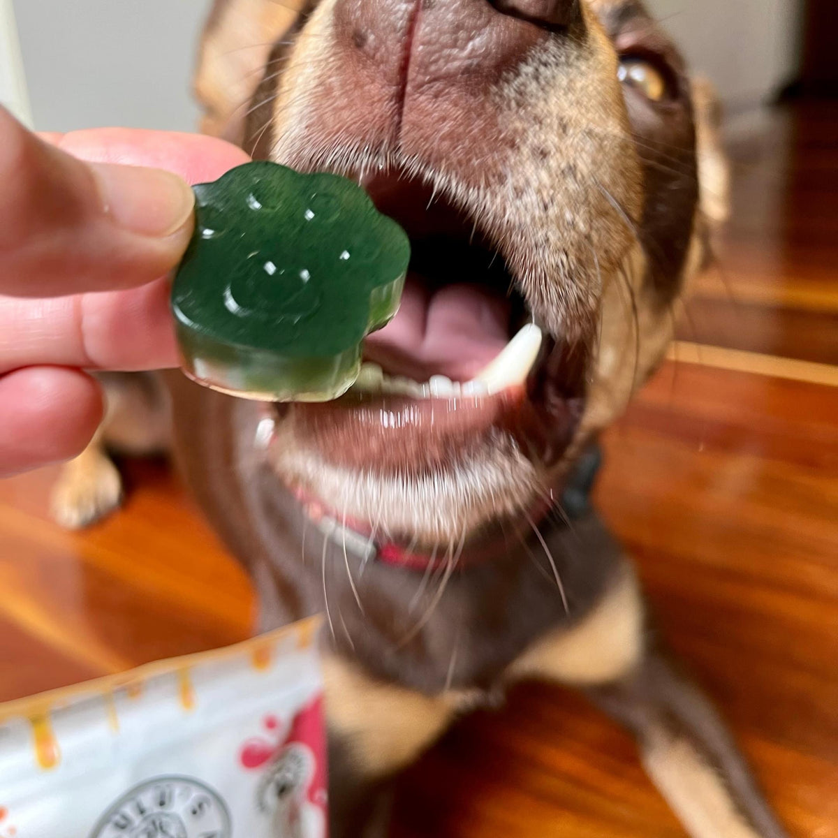 Spinach & Green Spirulina Superfood Jelly-Doggy Jelly-Rover Pet Products