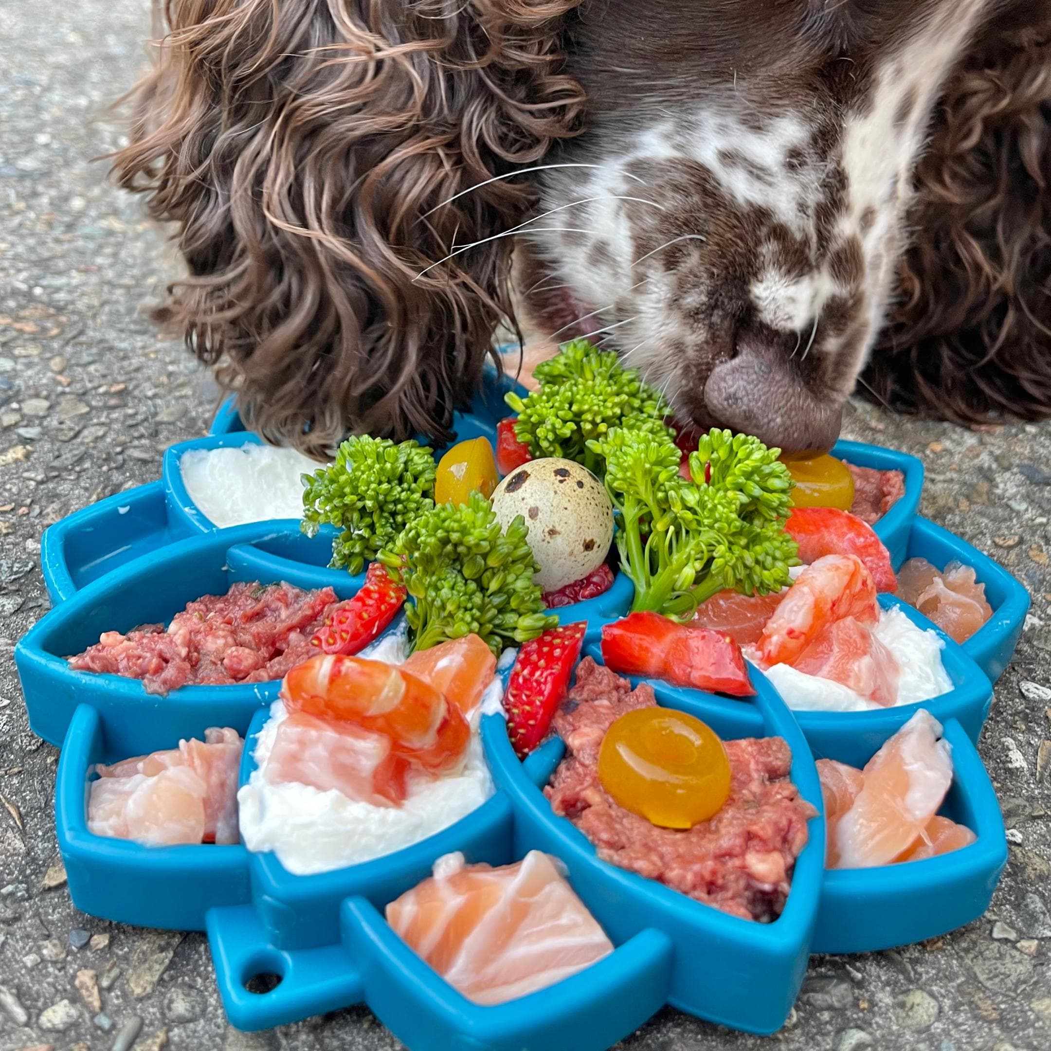Mandala eTray Slowfeeder eTray-Slow Feeder-Rover Pet Products