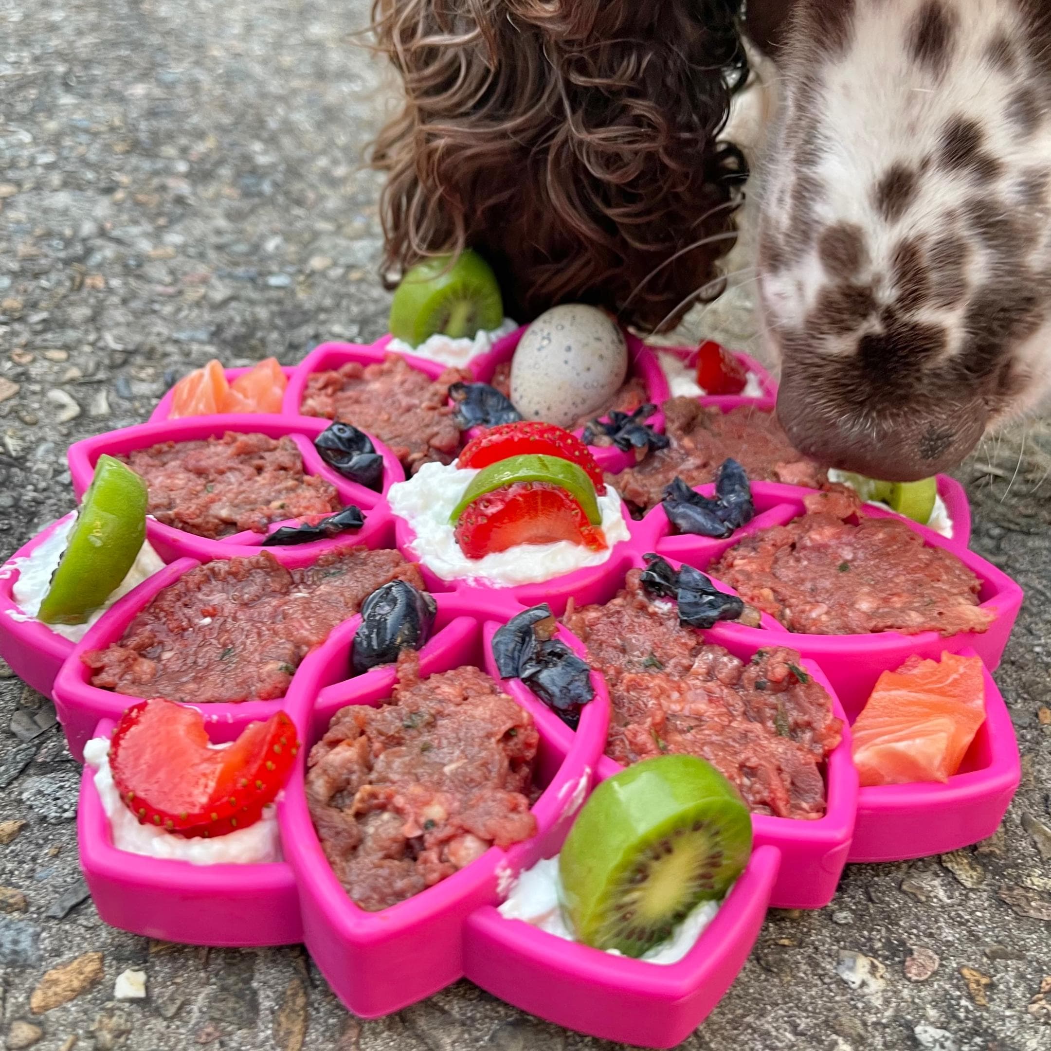 Mandala eTray Slowfeeder eTray-Slow Feeder-Rover Pet Products