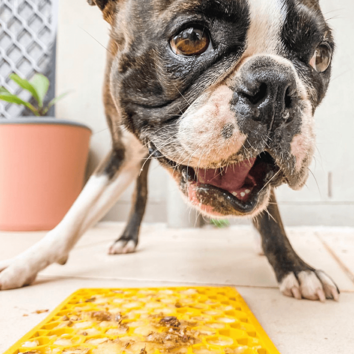 Honeycomb eMat Enrichment Lick Mat-Slow Feeder-Rover Pet Products