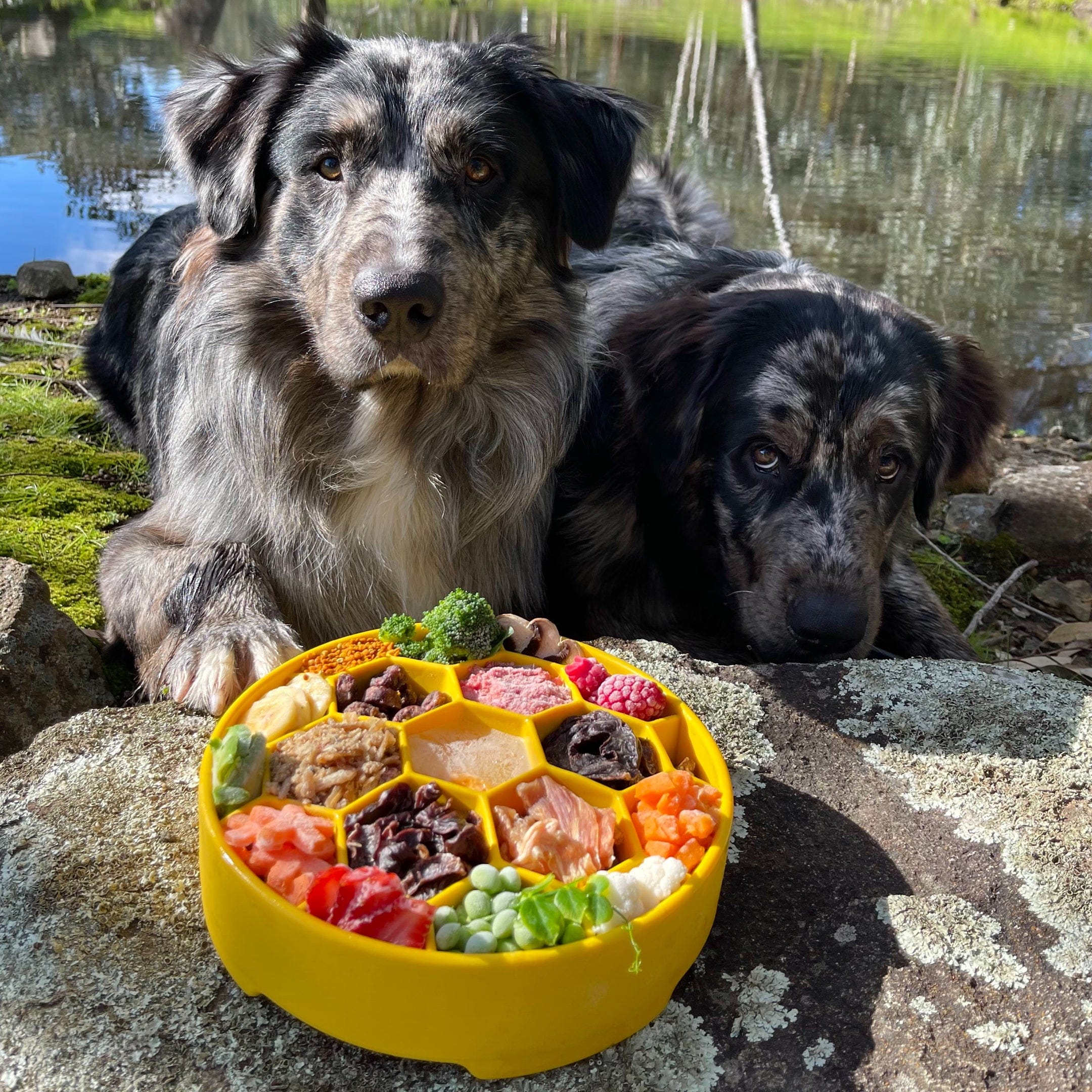 Honeycomb eBowl-Slow Feeder-Rover Pet Products