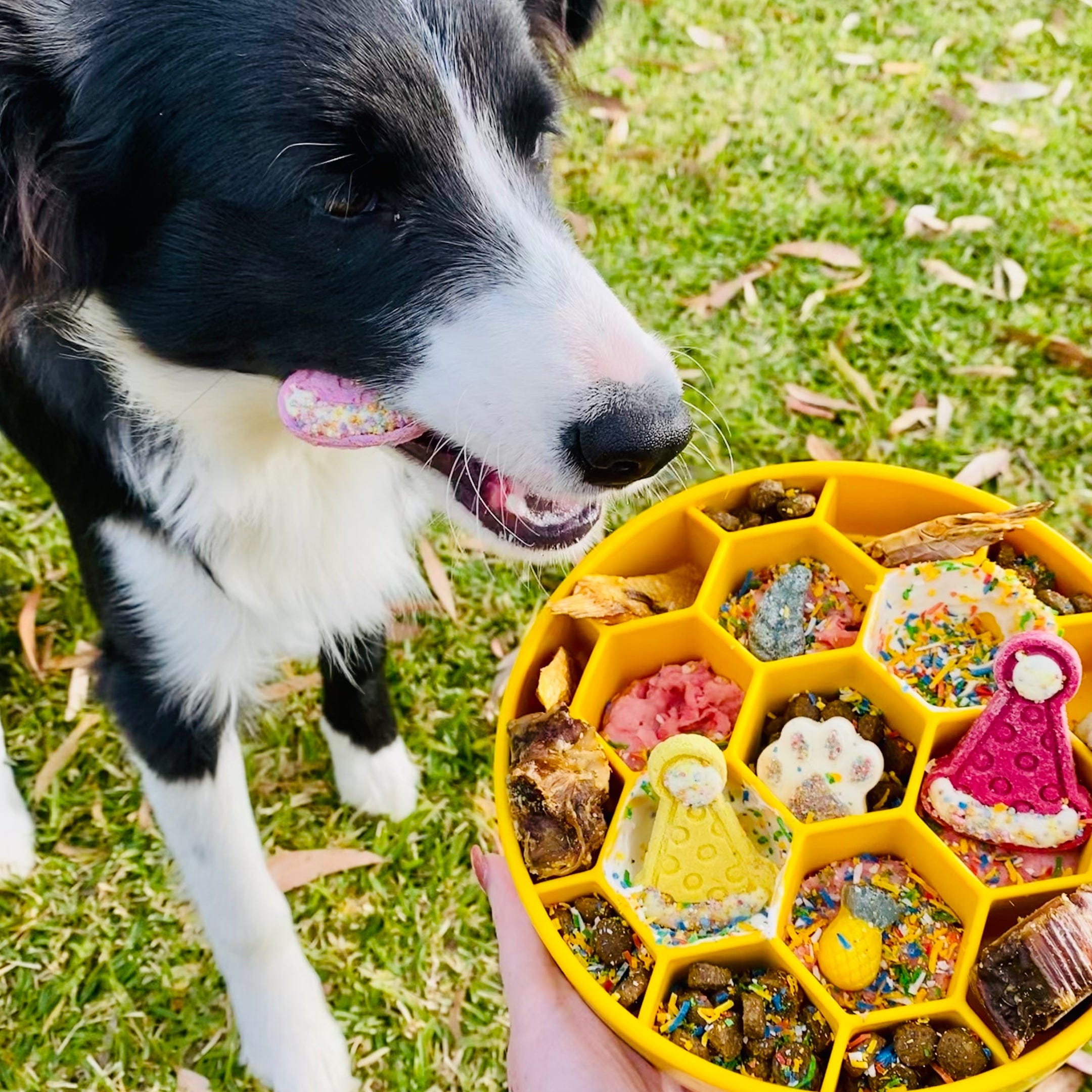 Honeycomb eBowl-Slow Feeder-Rover Pet Products