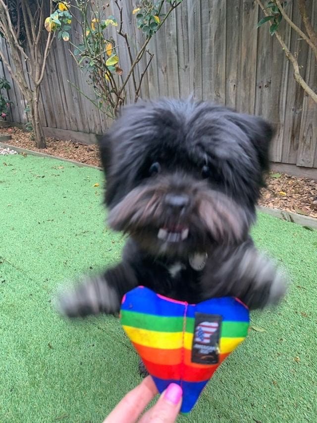 Rainbow Fur-Ever Hearts-Rover Pet Products