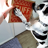 Tuff Dog Subscription-Rover Pet Products