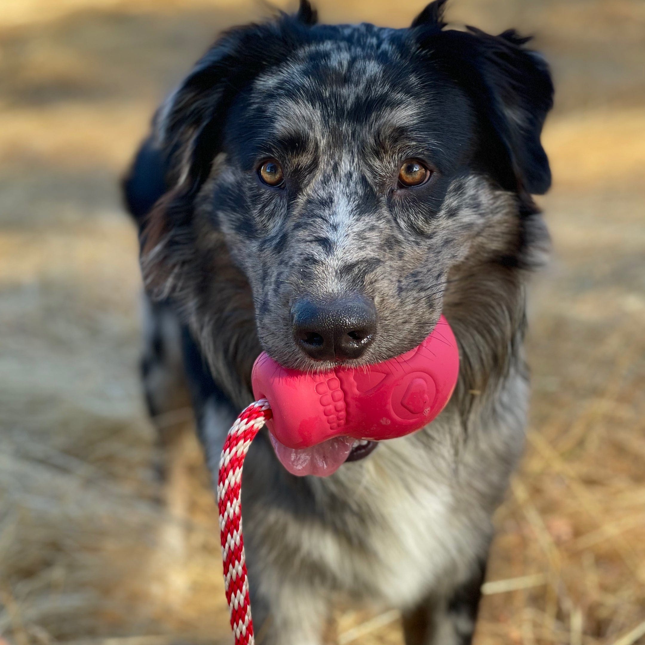 Skull Reward Toy-Dog Toy-Rover Pet Products