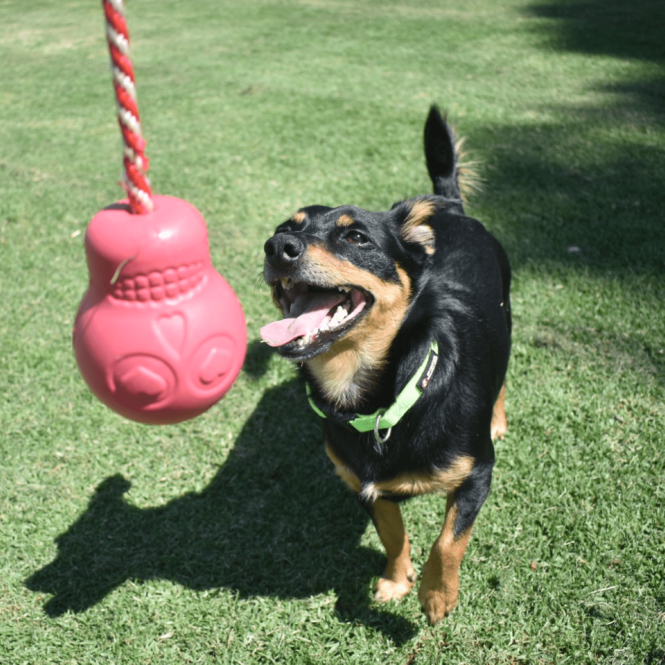 Skull Reward Toy-Dog Toy-Rover Pet Products