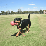 Skull Reward Toy-Dog Toy-Rover Pet Products