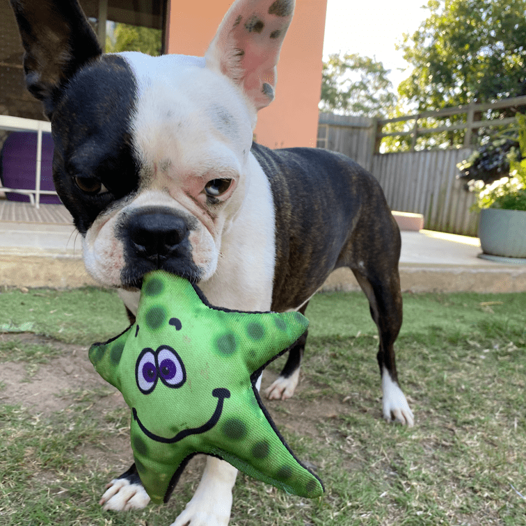 Stanley The Starfish-Rover Pet Products