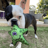 Stanley The Starfish-Rover Pet Products